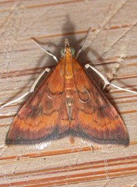 Variable Reddish Pyrausta